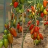 Valgomieji pomidorai Giulietta  F1  10s.(pailgi)