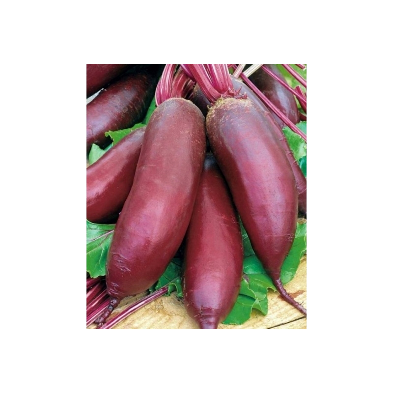Burokėliai CYLINDRA 100gr Burokėliai CYLINDRA 100gr