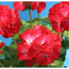 JUOSTUOTOSIOS PELARGONIJOS VLASTA F1  5 sėklos