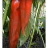 Paprikos Kornelya  8s