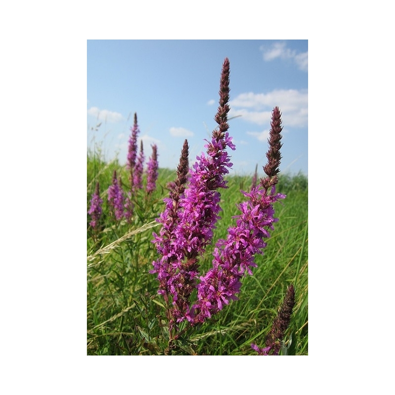 Paprastoji raudoklė (lot. Lythrum salicaria) 0,25gr Paprastoji raudoklė (lot. Lythrum salicaria) 0,25gr