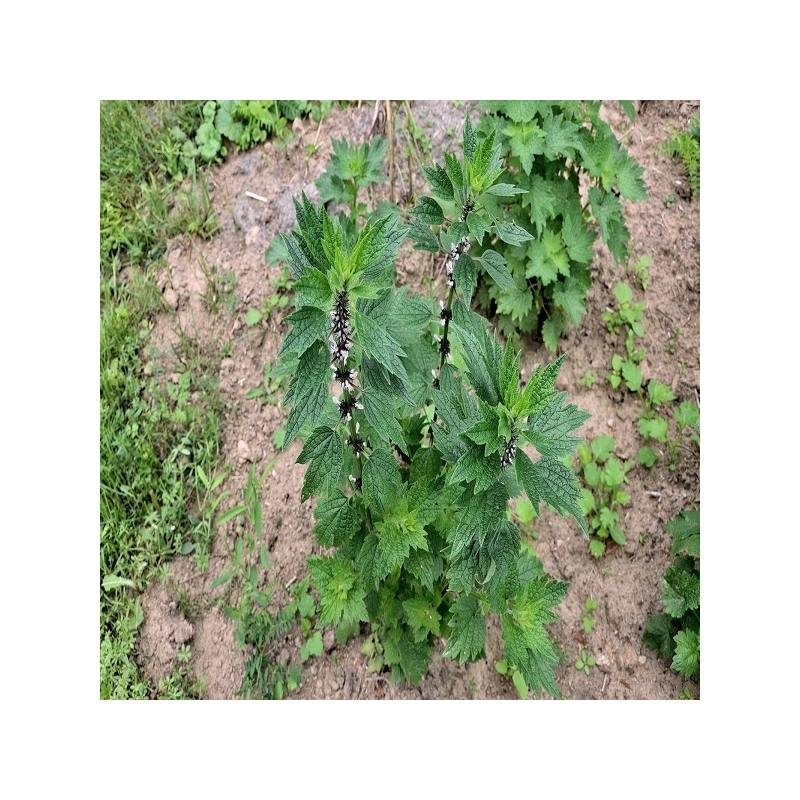 Sibirinės sukatžolės (lot. Leonurus sibiricus) 1 gr