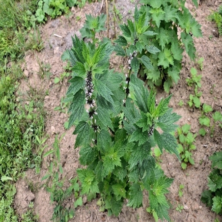 Sibirinės sukatžolės (lot. Leonurus sibiricus) 1 gr