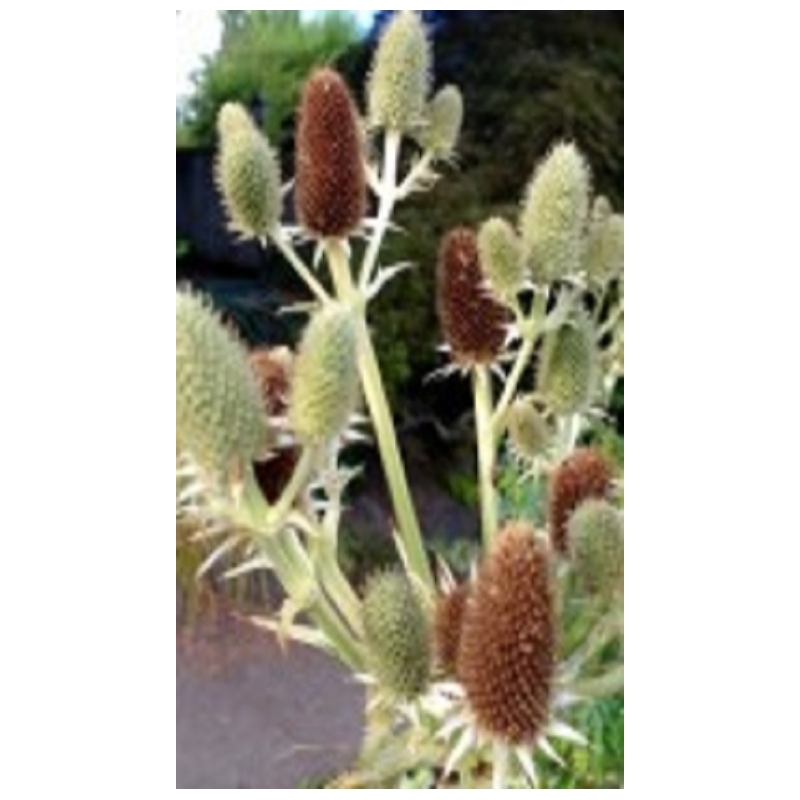 Zunda agavifolium (lot. Eryngium agavifolium) Zunda agavifolium (lot. Eryngium agavifolium)