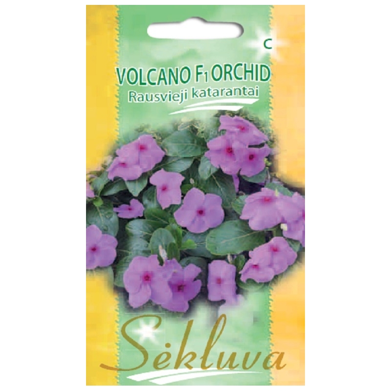 KATARANTAI VOLCANO F1 ORCHID 15s KATARANTAI VOLCANO F1 ORCHID 15s
