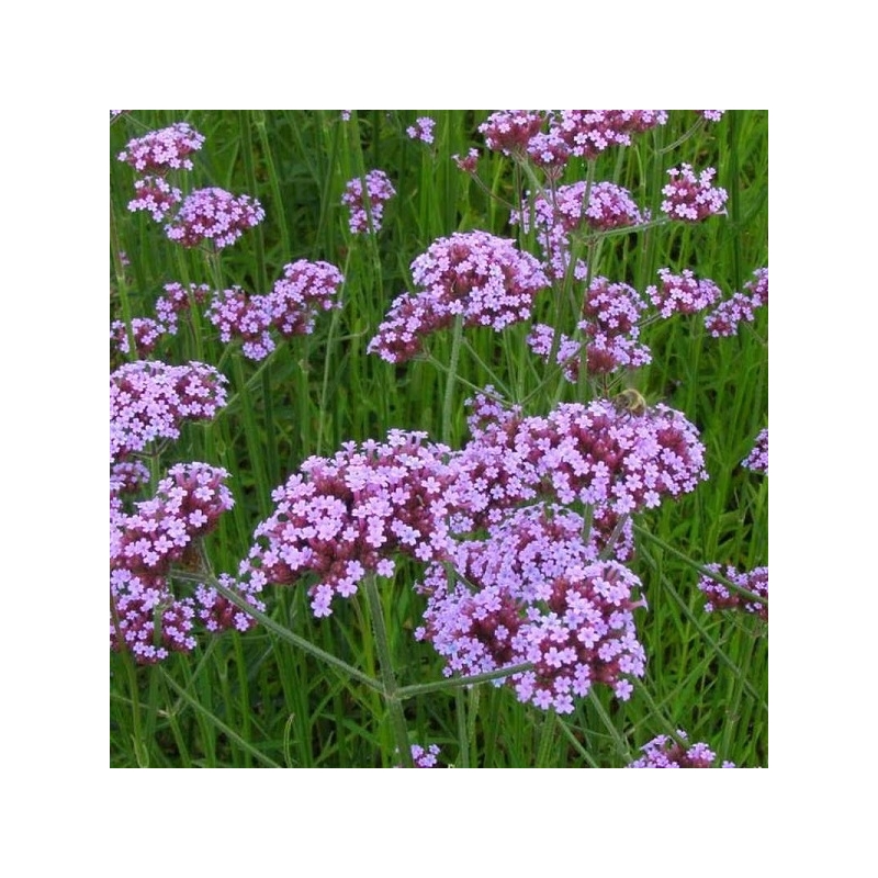 Patagoninė verbena  0,1gr
