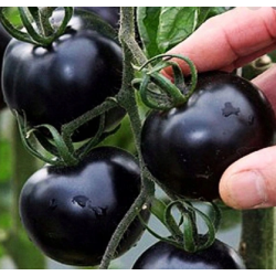 Pomidorai Blackball 0,3gr