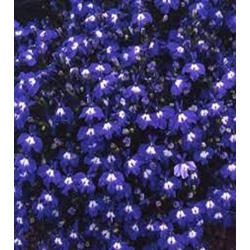 SVYRANČIOS  LOBELIJOS SAPPHIRE 0,1gr