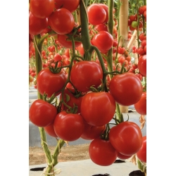 Pomidorai Tolstoi 10s  (pro line)