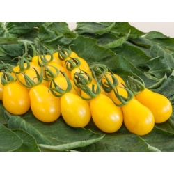 Pomidorai YELLOW SUBMARINE 10s