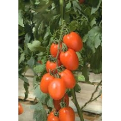 Pomidorai KILATES 10s (proLine)