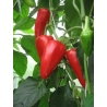 Paprikos FLORINES  0,5gr (ortowo)