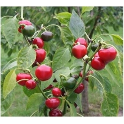 Paprikos PEPERONE CILIEGIA PICCANTE 0,5gr  (ortowo)