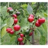 Paprikos PEPERONE CILIEGIA PICCANTE 0,5gr  (ortowo)