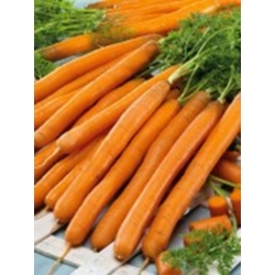 Valgomosios morkos Babetka 1gr (semo)