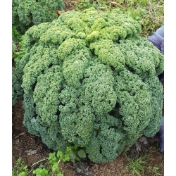Garbanotieji (lapiniai) kopūstai Dwarf Green Curled