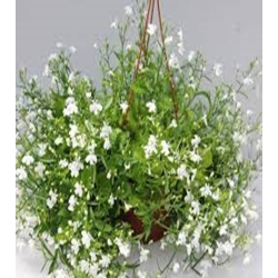 Svyrančios paprastosios lobelijos White Cascade  0,1gr