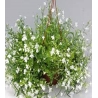 Svyrančios paprastosios lobelijos White Cascade  0,1gr