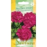 Juostuotosios pelargonijos Falcon F1 Violet 5s