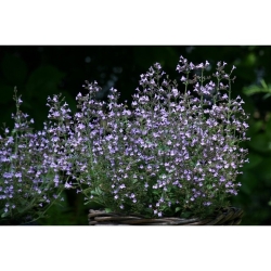 Vaistinės girmėtės Marvelette Blue