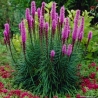 Varpotieji liatriai Rose Purple 0,3gr