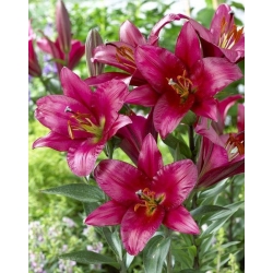 Aukštaūgės lelijos OT hybrids ‘Treelilies’ Purple Prince