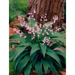 Convallaria majalis Rosea