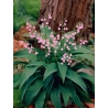 Convallaria majalis Rosea