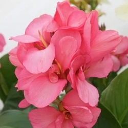 Cnna Pink President