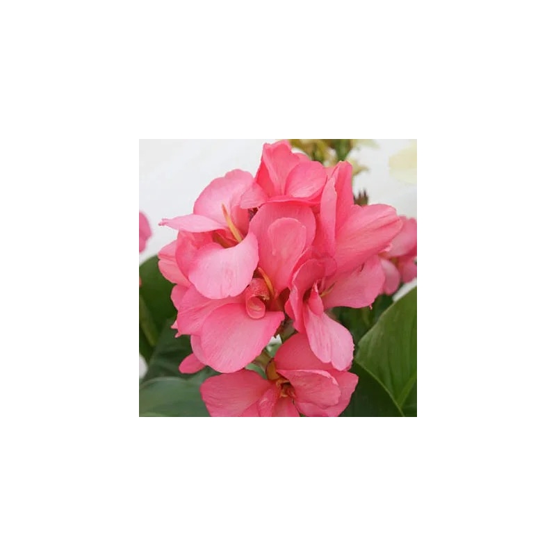 Cnna Pink President