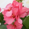 Cnna Pink President