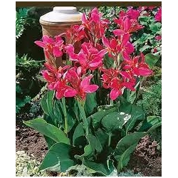 Canna 'Perkeo'