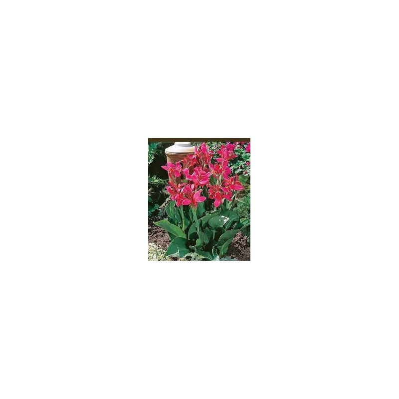 Canna 'Perkeo'