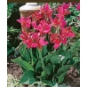 Canna 'Perkeo'