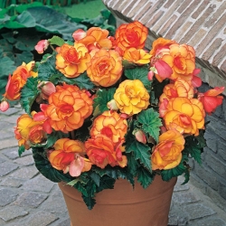 Begonija yellow red