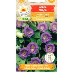 Kobėja lipikė (violetinė)  6s.