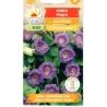 Kobėja lipikė (violetinė)  6s.