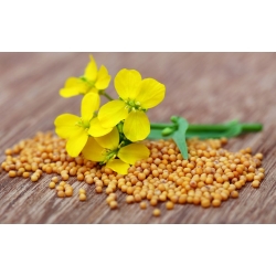 Baltosios garstyčios Braco 0,300 kg