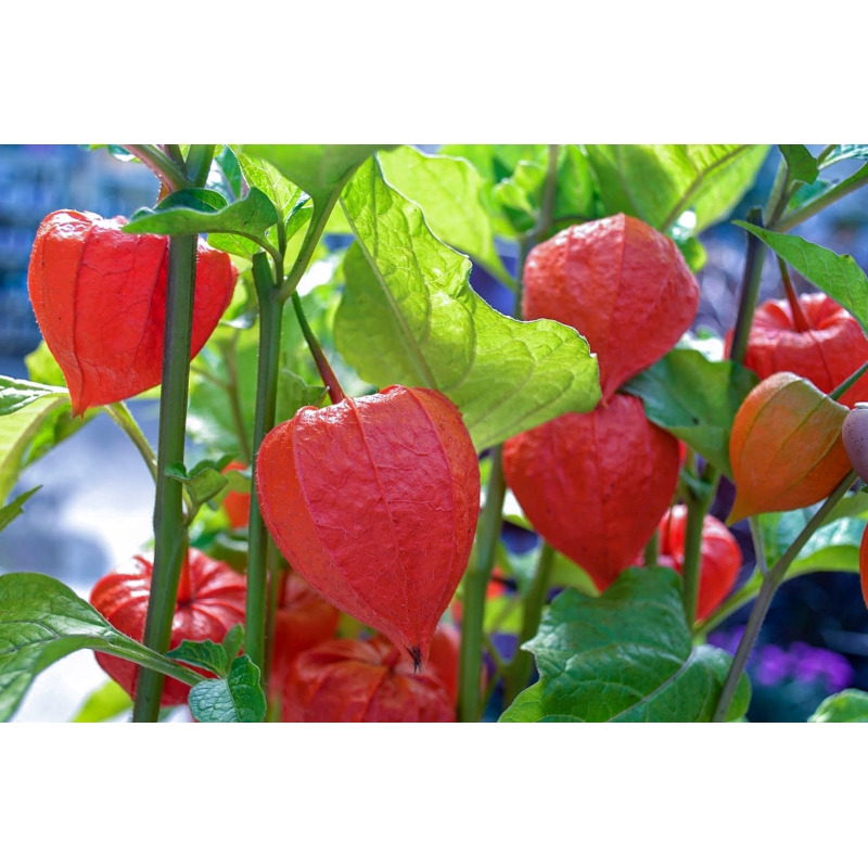 Paprastosios dumplūnės dekoratyvios