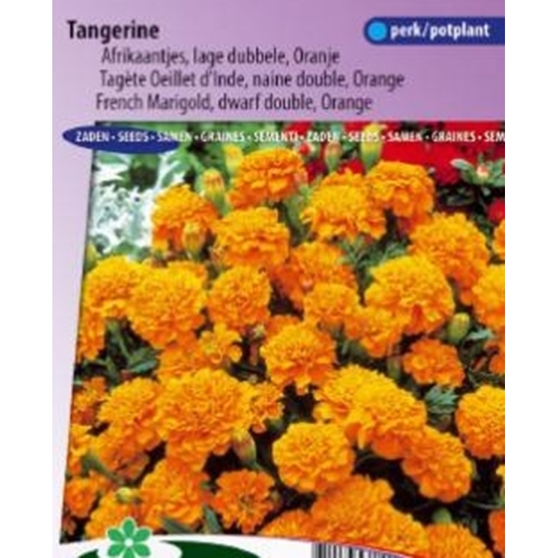 Gvazdikinis serentis Tangerine  0,5gr