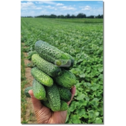 Agurkai AKROPOLIS H (F1), 60 sėklų