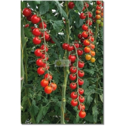 Pomidorai TONATICO H (F1), 8 sėklos