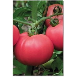 Pomidorai TORBAY H (F1), 15 sėklų