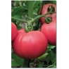 Pomidorai TORBAY H (F1), 15 sėklų