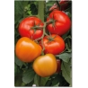 Pomidorai TORCIDA H (F1), 8 sėklos