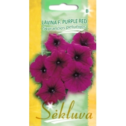 PETUNIJOS  LAVINA PURPLE RED F1 30s svyranti