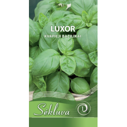 Kvapieji bazilikai Luxor