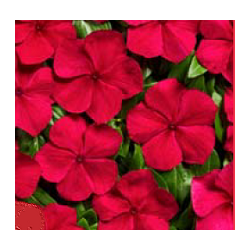 Katarantai Volcano F1 Red  15s