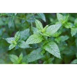 Garbiniuotoji Mėta (Šaltmėtė)