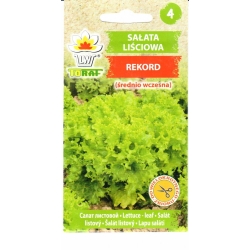 Sėjamosios salotos Rekord